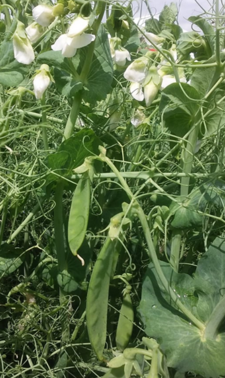 FH SWF The Global Bean Project