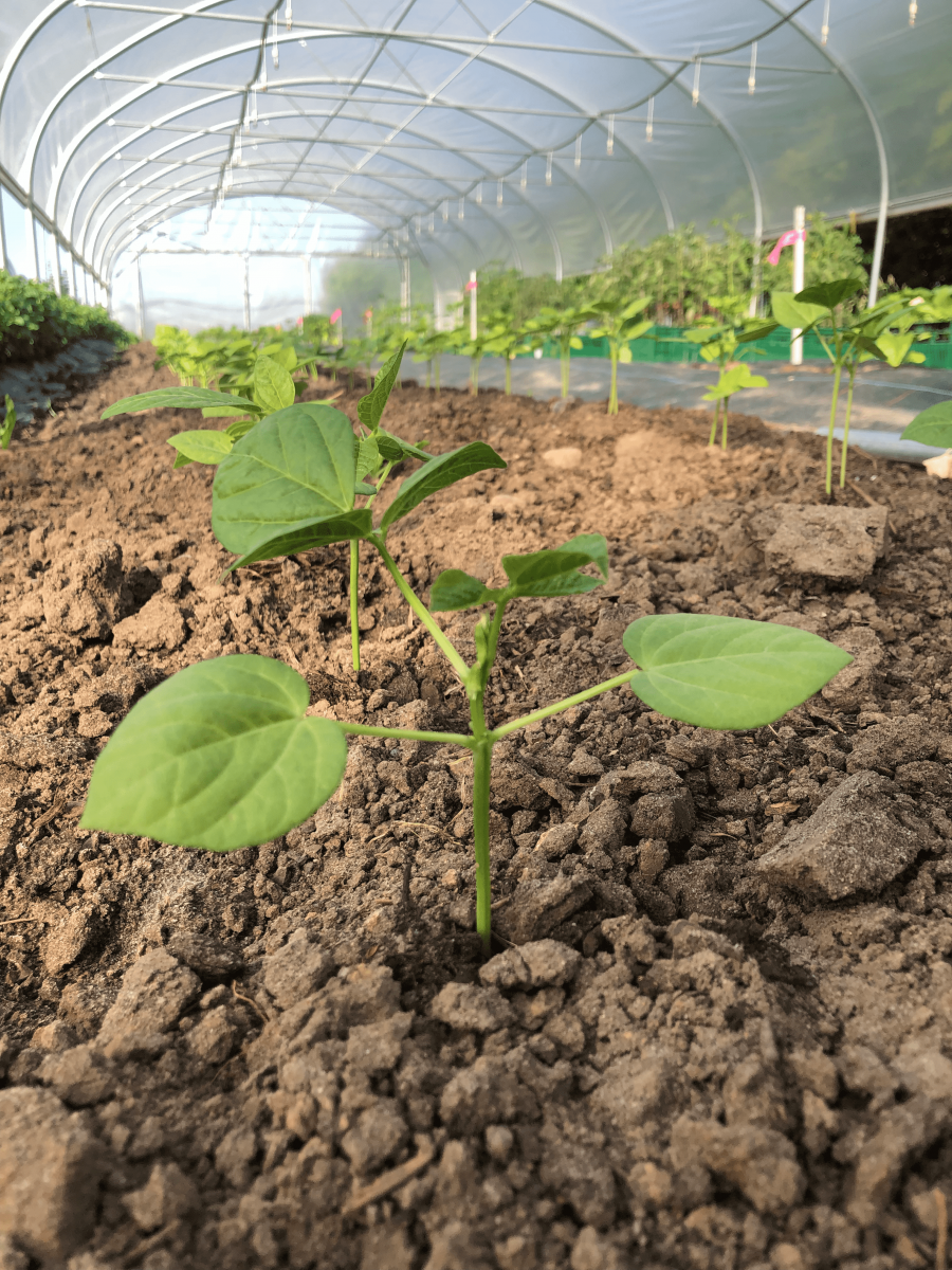 Bean-Adzuki-bean-©Tiny-Farms-Germany Bean-Adzuki-bean-©Tiny-Farms-Germany