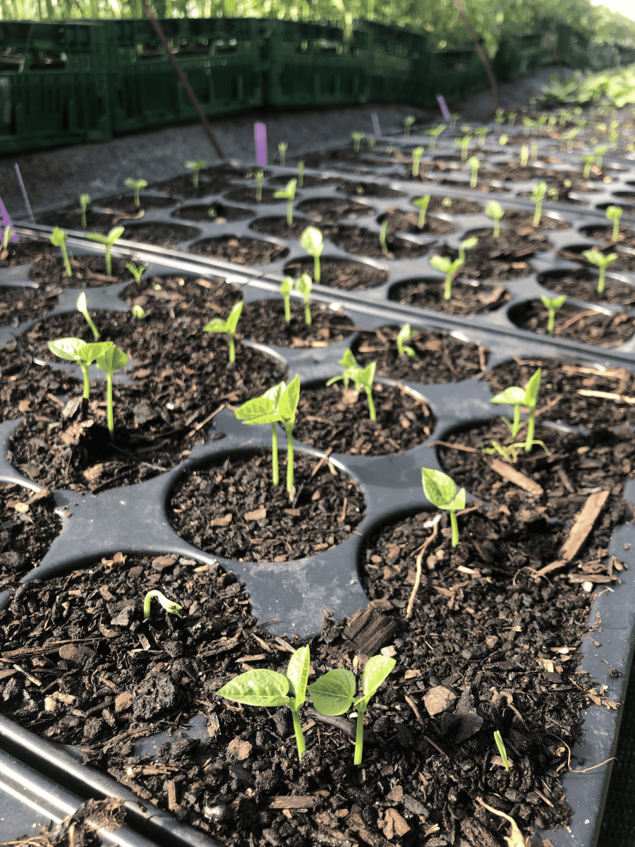 Bean-Adzuki-bean-plants-seedlings-©Tiny-Farms-Germany Bean-Adzuki-bean-plants-seedlings-©Tiny-Farms-Germany