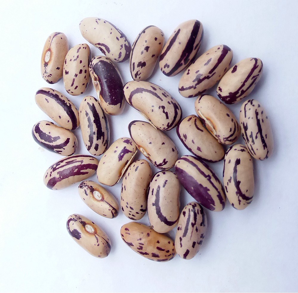 Bean-Annellino-di-Trento-bean-seeds-©Bernd-Socher Bean-Annellino-di-Trento-bean-seeds-©Bernd-Socher