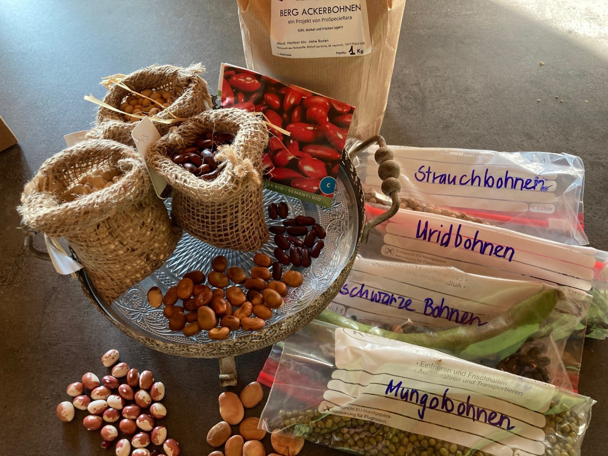 Bean-Bean-Seeds-©Rosmarie-Zimmermann-Global-Field-Attiswil Bean-Bean-Seeds-©Rosmarie-Zimmermann-Global-Field-Attiswil