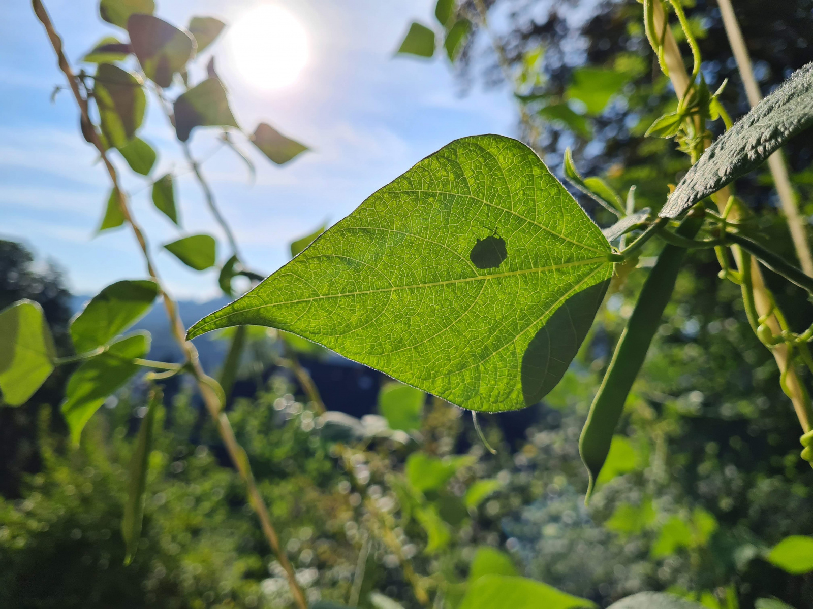 Bean-Bean-plants-©NicolasCarton-@Lumineuses_div Bean-Bean-plants-©NicolasCarton-@Lumineuses_div