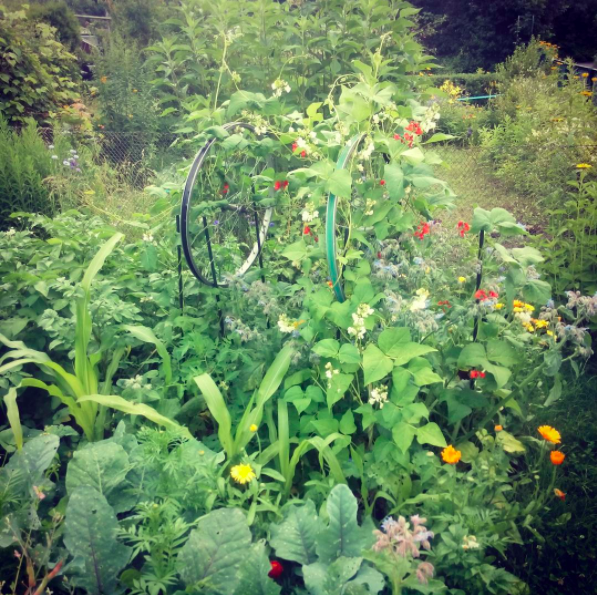 Bean-Bean-plot-with-Maize-and-Tomatoes-permaculture-©Virginia-Boye Bean-Bean-plot-with-Maize-and-Tomatoes-permaculture-©Virginia-Boye