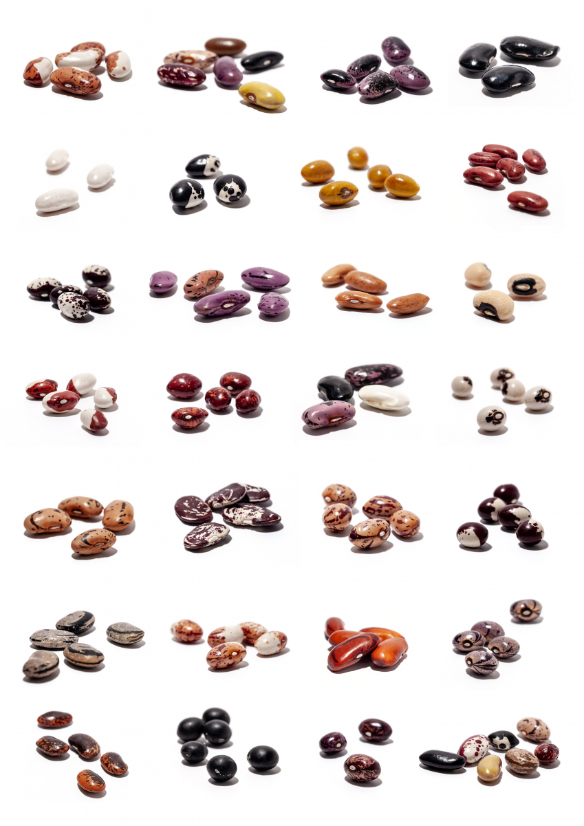 Bean-Bean-seed-medley-©Claudio-Brauchle Bean-Bean-seed-medley-©Claudio-Brauchle