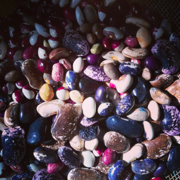 Bean-Bean-seeds-©Virginia-Boye Bean-Bean-seeds-©Virginia-Boye