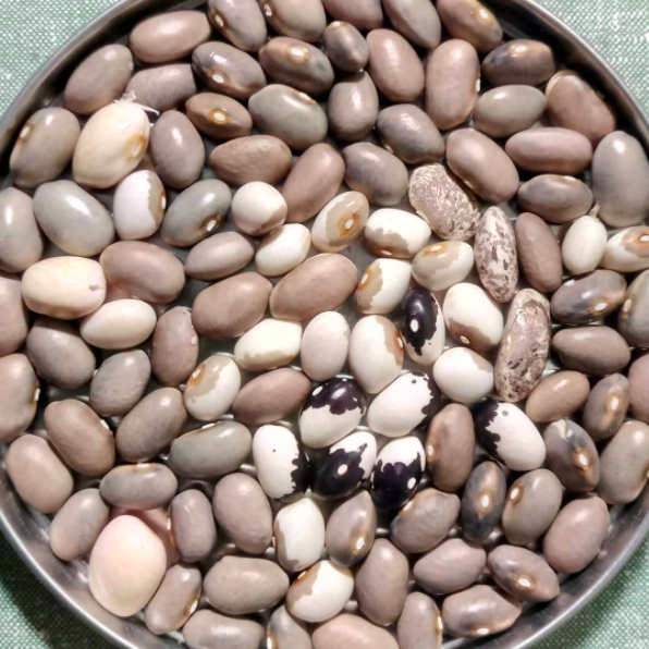 Bean-Bean-seeds-turning-grey-©Virginia-Boye Bean-Bean-seeds-turning-grey-©Virginia-Boye
