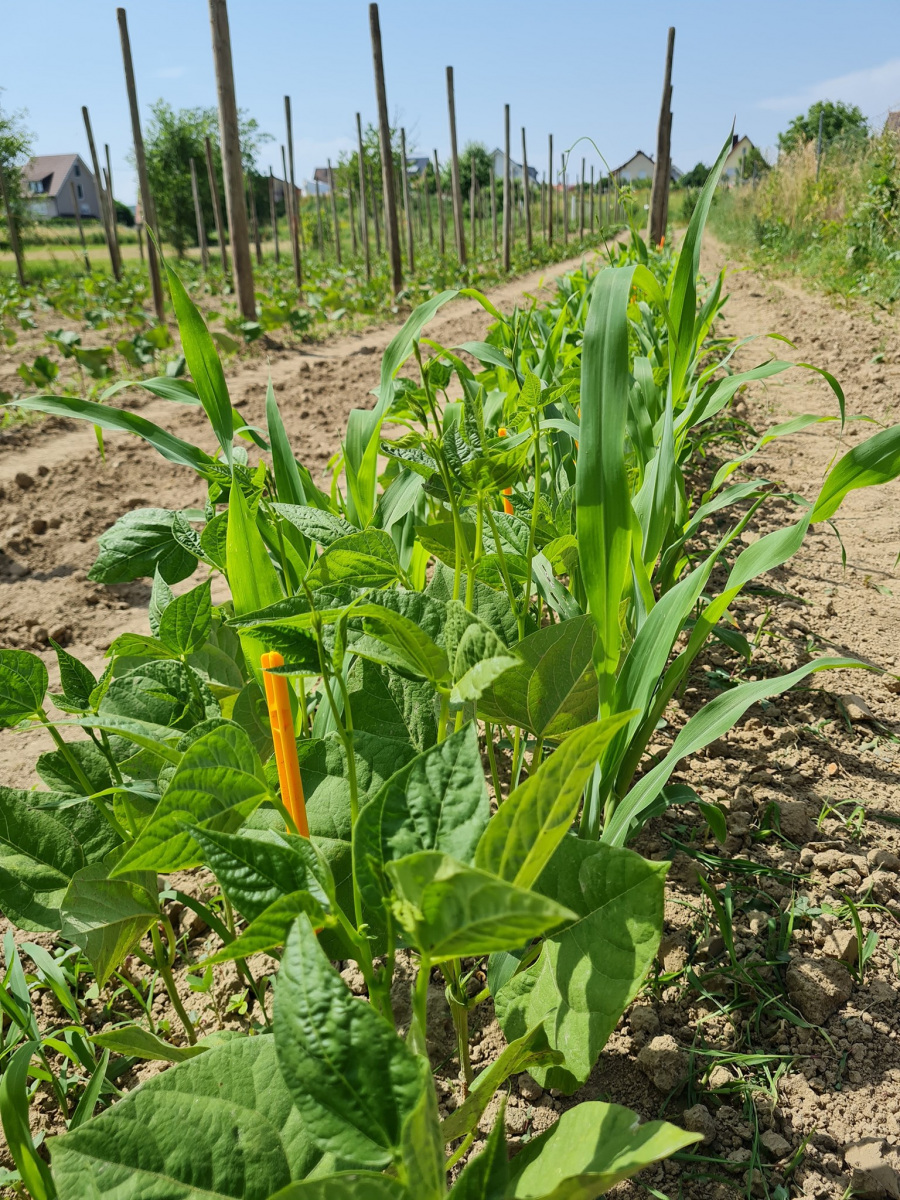 Bean-Beans-and-Maize-intercropping-©NicolasCarton-@Lumineuses_div Bean-Beans-and-Maize-intercropping-©NicolasCarton-@Lumineuses_div