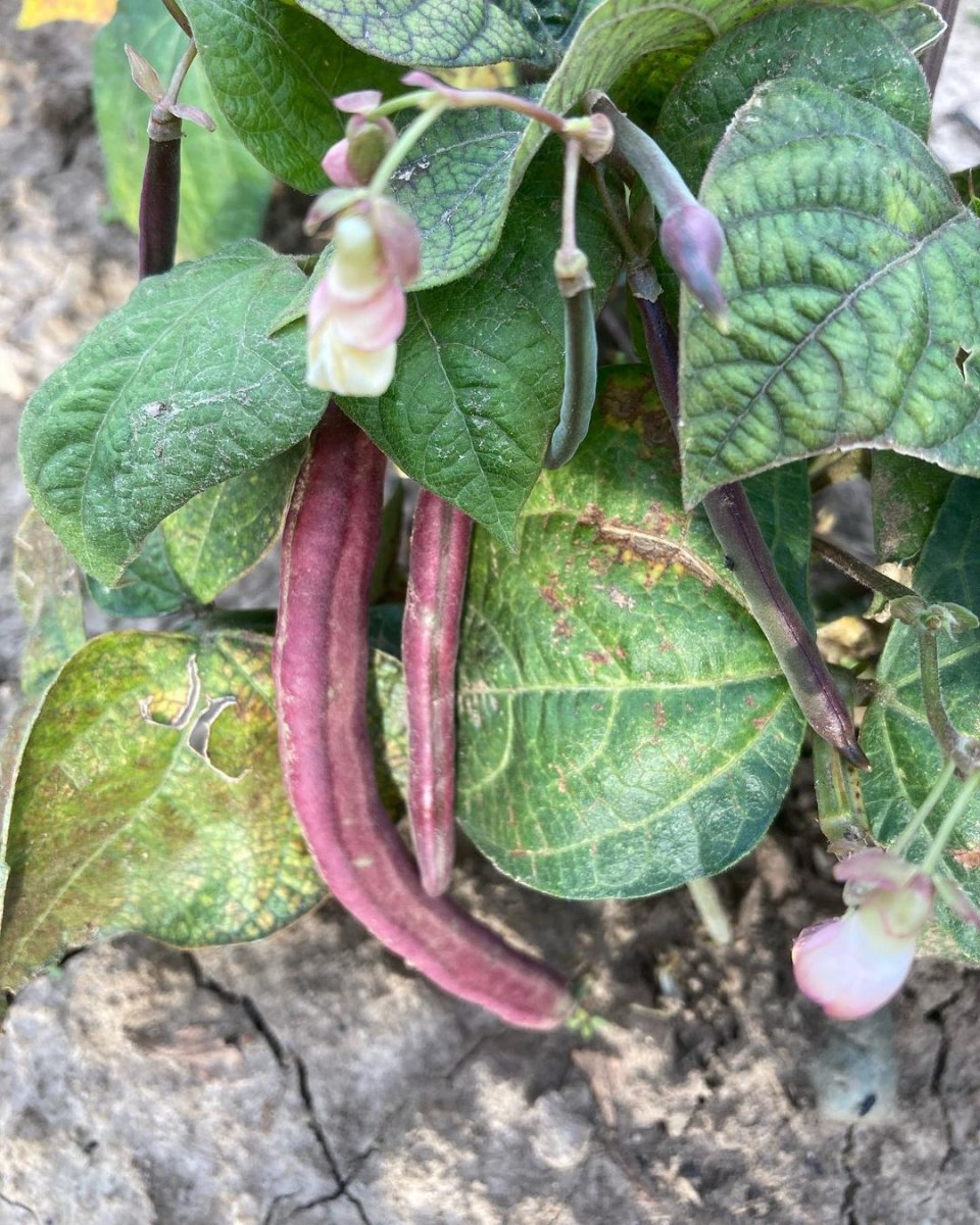 Bean-Bush-bean-Red-Swan-©Global-Field-Attiswil Bean-Bush-bean-Red-Swan-©Global-Field-Attiswil