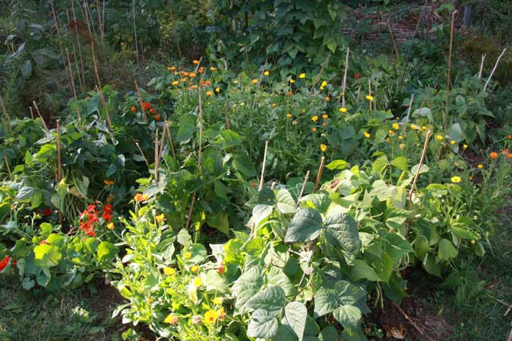 Bean-Bush-bean-field-with-flowers-©OBZ Bean-Bush-bean-field-with-flowers-©OBZ