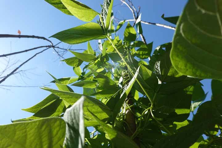 Bean-Climbing-beans-©OBZ Bean-Climbing-beans-©OBZ