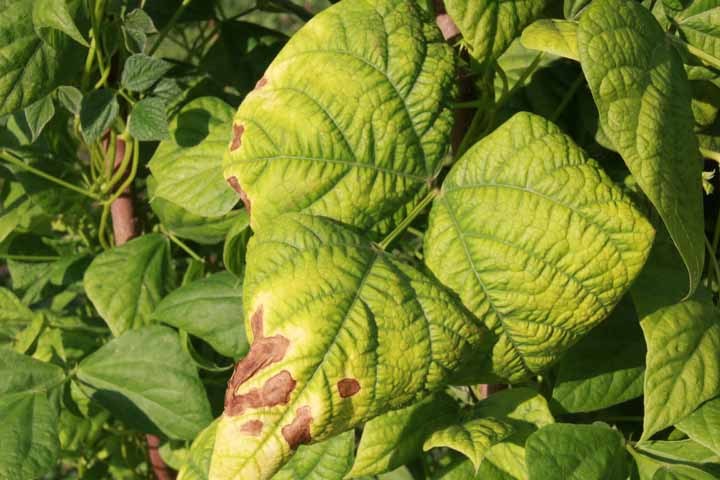Bean-Diseased-legume-leaf-©OBZ Bean-Diseased-legume-leaf-©OBZ