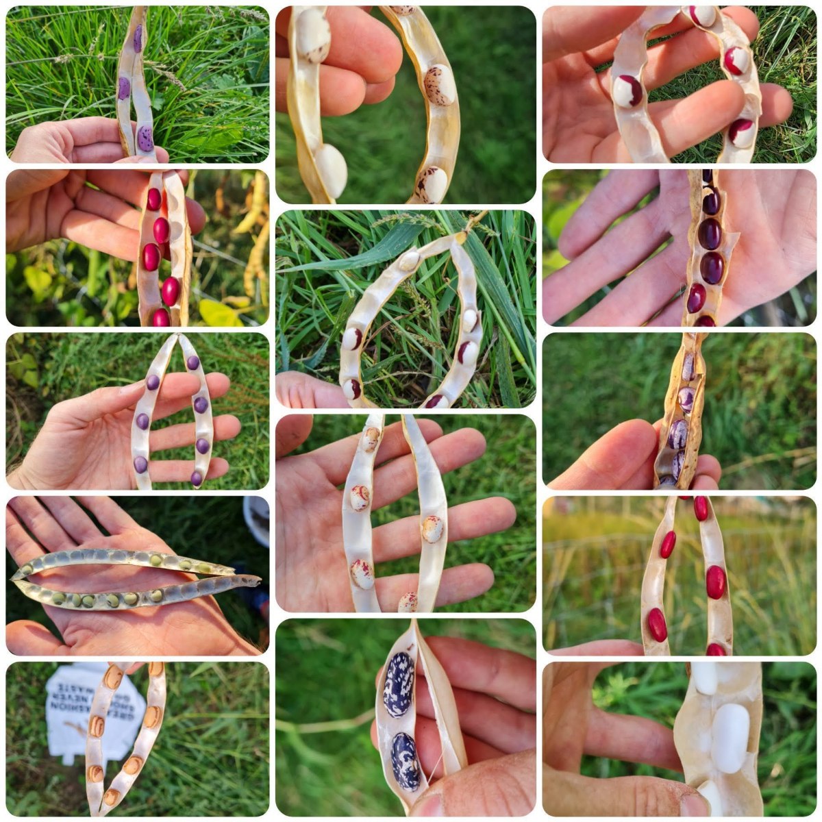 Bean-Diverse-Bean-experiments-©Nicolas-Carton-@lumineuses_div Bean-Diverse-Bean-experiments-©Nicolas-Carton-@lumineuses_div