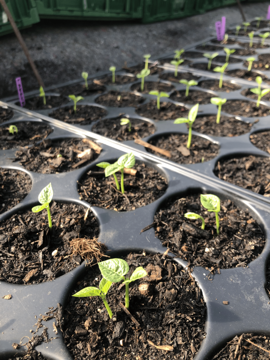 Bean-Fagiolo rosso di lucca seedling ©Tiny Farms Germany Bean-Fagiolo rosso di lucca seedling ©Tiny Farms Germany