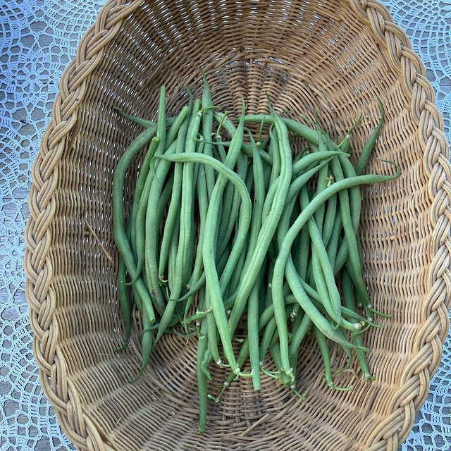 Bean-First-harvest-©Global-Field-Attiswil Bean-First-harvest-©Global-Field-Attiswil
