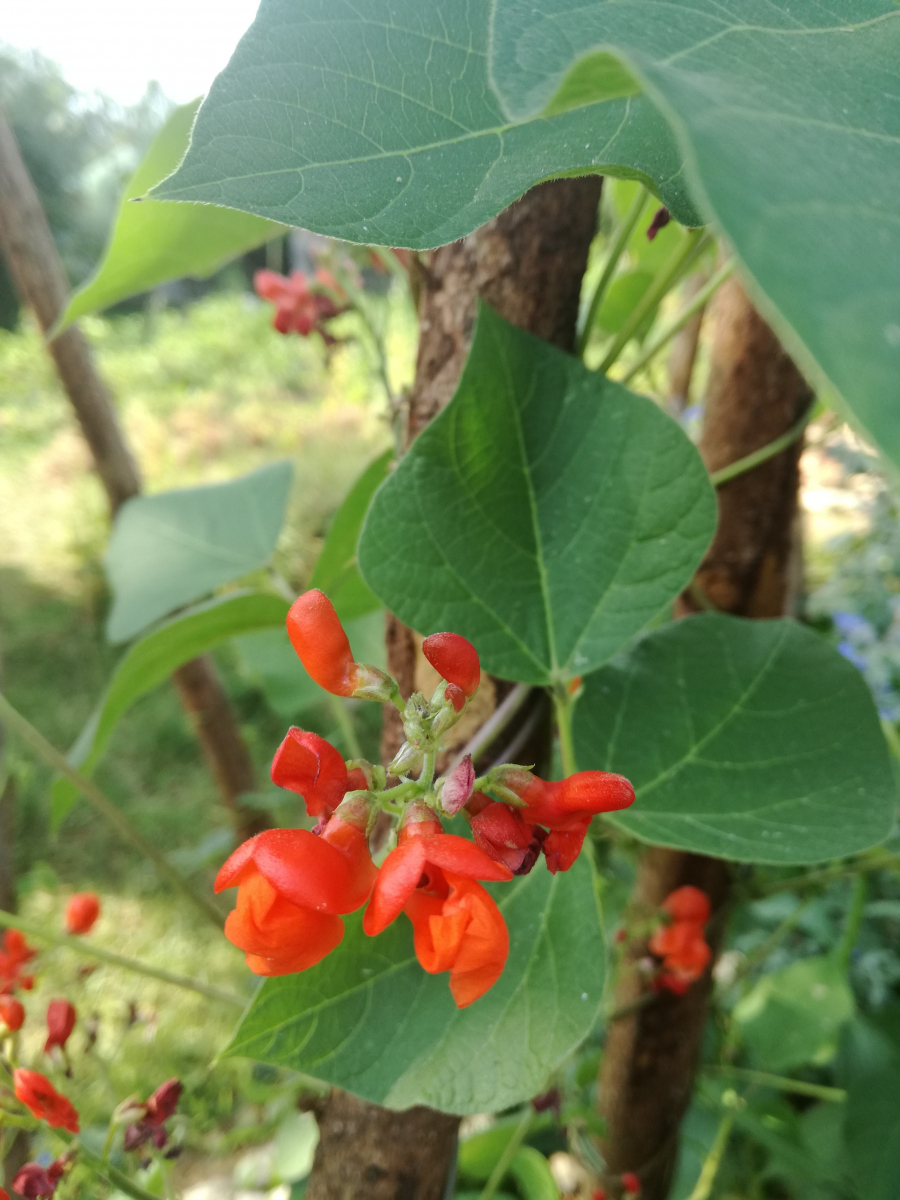 Bean Flower ©Daniela Dotzler Bean Flower ©Daniela Dotzler