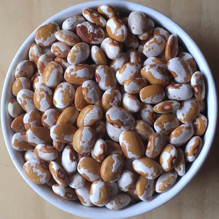 Bean-Four-corners-gold-bean-seeds-©Mara-Welton-Slow-Food-USA Bean-Four-corners-gold-bean-seeds-©Mara-Welton-Slow-Food-USA