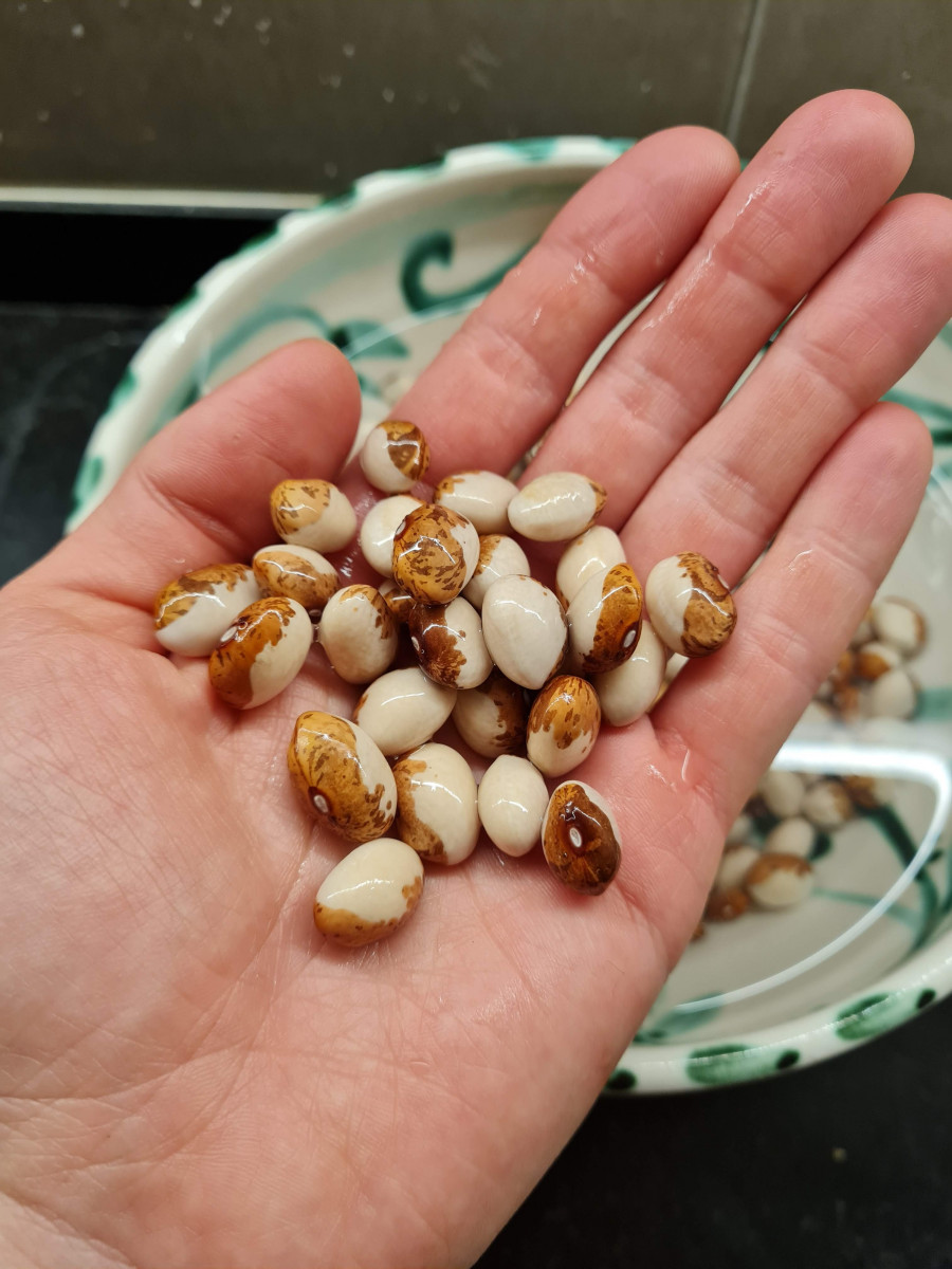 Bean-Genoll-de-Crist-Bean-seeds-after-soaking-©Nicolas-Carton-@lumineuses_div Bean-Genoll-de-Crist-Bean-seeds-after-soaking-©Nicolas-Carton-@lumineuses_div