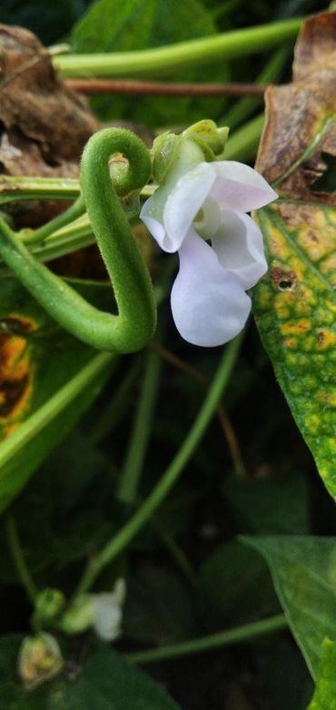 Bean-Green-bush-bean-©@eva_schi-@ganzheitlich.pflanzlich Bean-Green-bush-bean-©@eva_schi-@ganzheitlich.pflanzlich