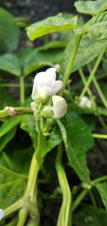 Bean-Green-bush-bean-flower-©@eva_schi-@ganzheitlich.pflanzlich Bean-Green-bush-bean-flower-©@eva_schi-@ganzheitlich.pflanzlich
