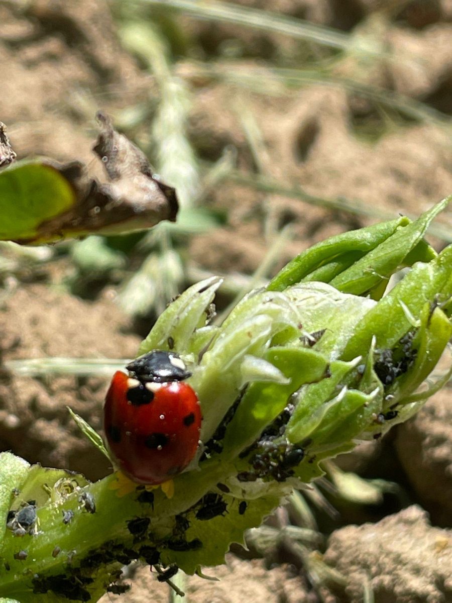 Bean-Ladybug-©Global-Field-Attiswil Bean-Ladybug-©Global-Field-Attiswil
