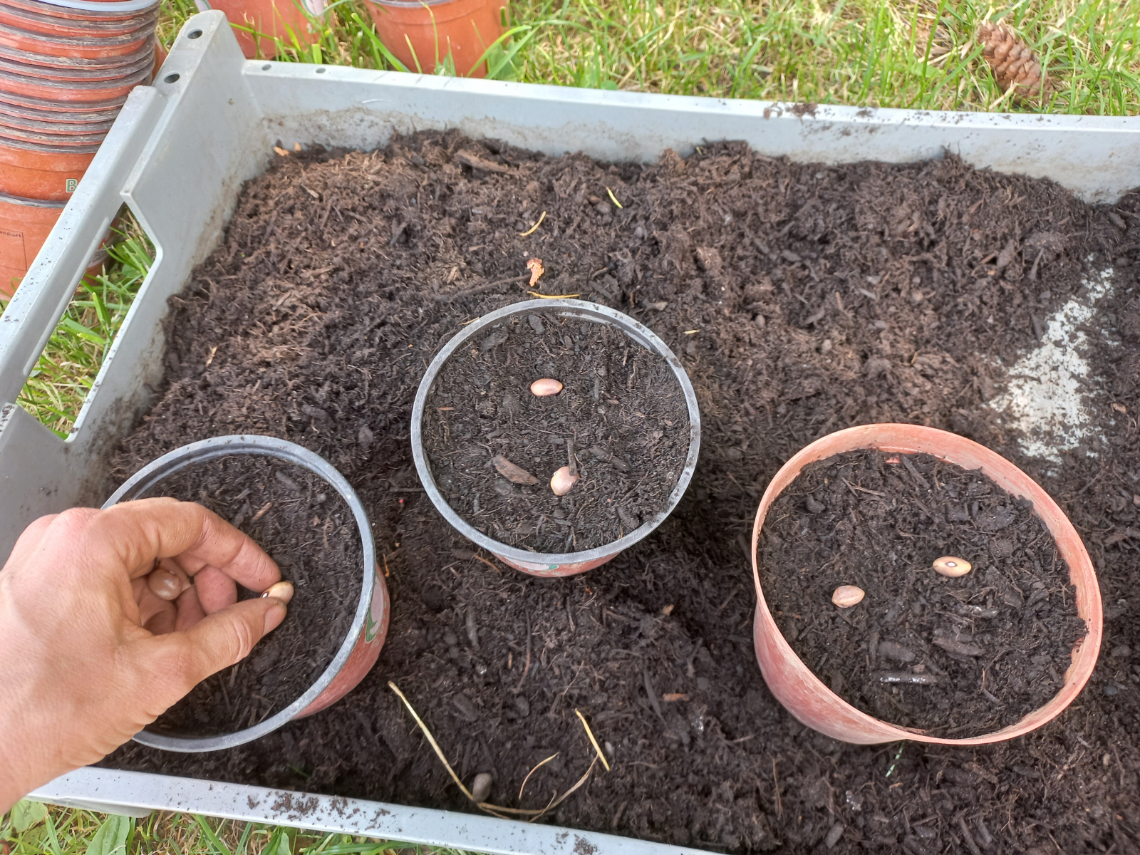 Bean-Legume-Sowing-in-pods2-©Global-Field-Attiswil Bean-Legume-Sowing-in-pods2-©Global-Field-Attiswil