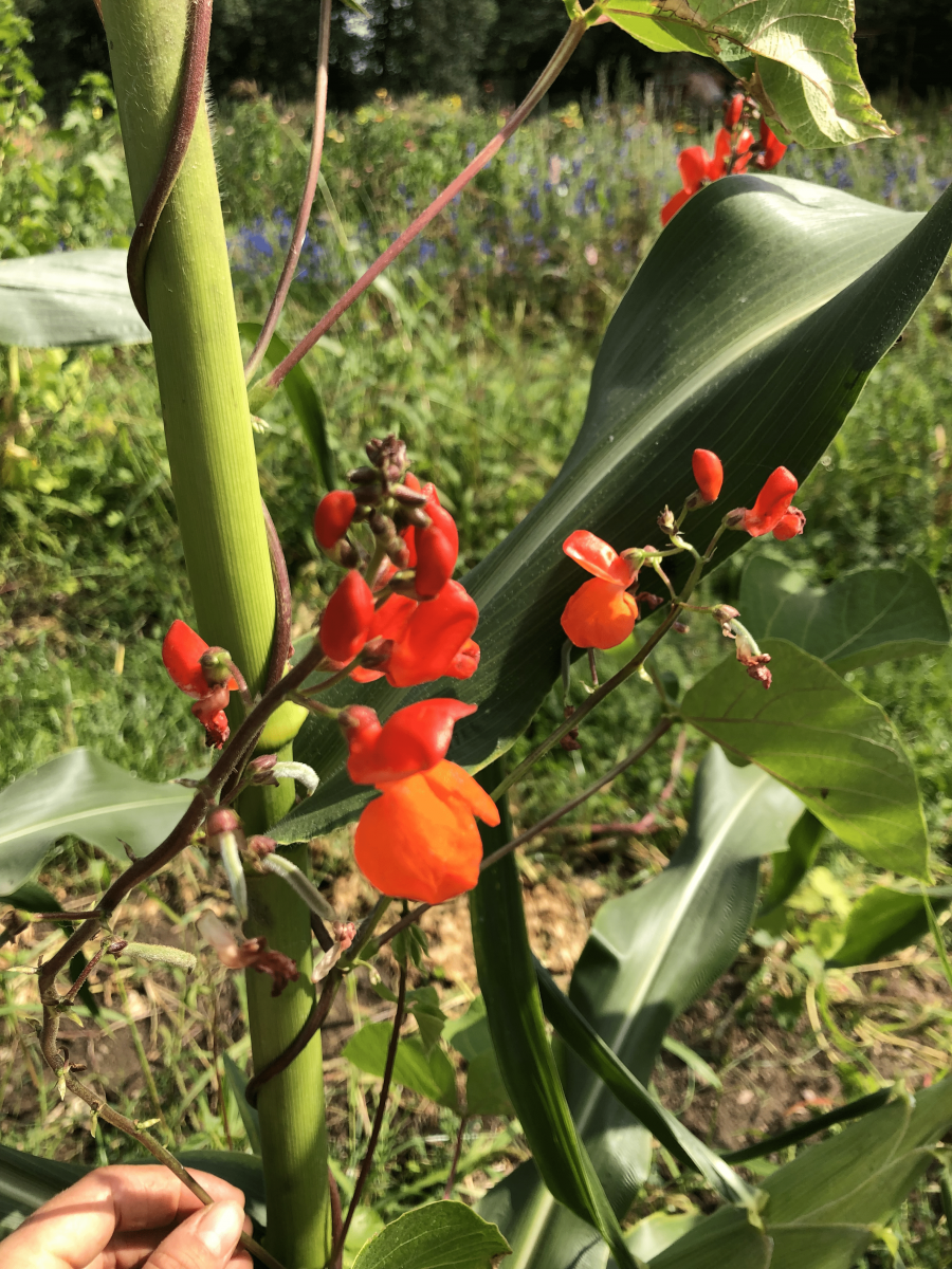 Bean-Maize-and-KaferbohneDE-bean-©Tiny-Farms Bean-Maize-and-KaferbohneDE-bean-©Tiny-Farms