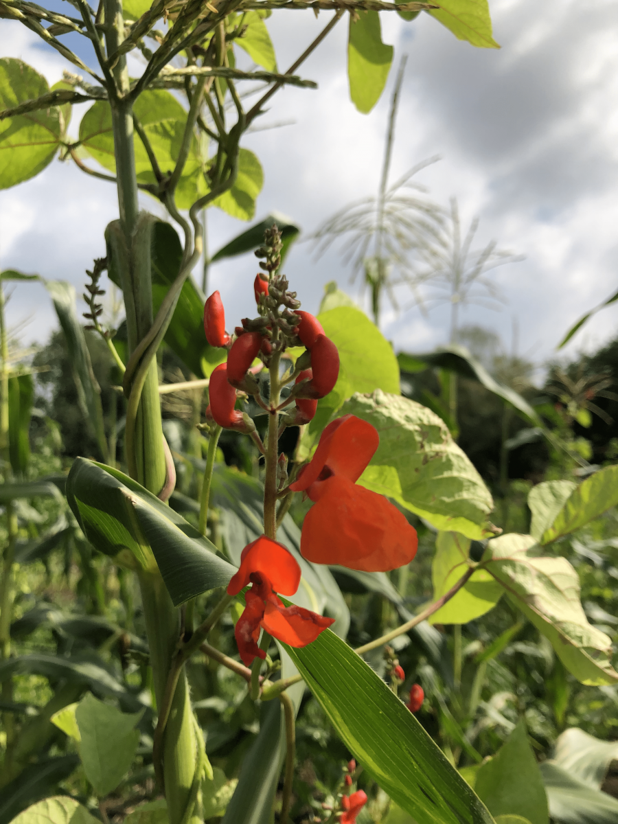 Bean-Maize-and-KaferbohneDE-bean-bonela-©Tiny-Farms Bean-Maize-and-KaferbohneDE-bean-bonela-©Tiny-Farms