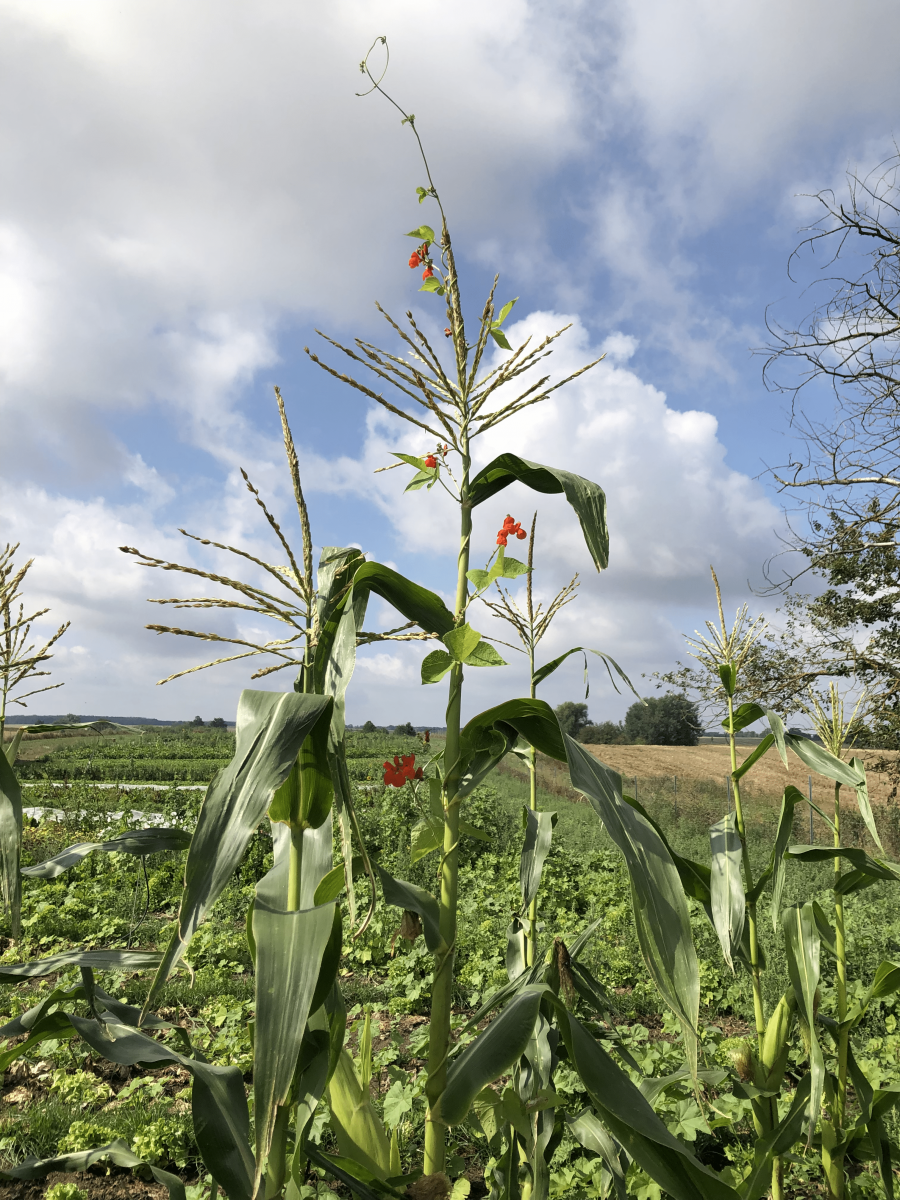 Bean-Maize-and-KaferbohneDE-bean-plant Bean-Maize-and-KaferbohneDE-bean-plant