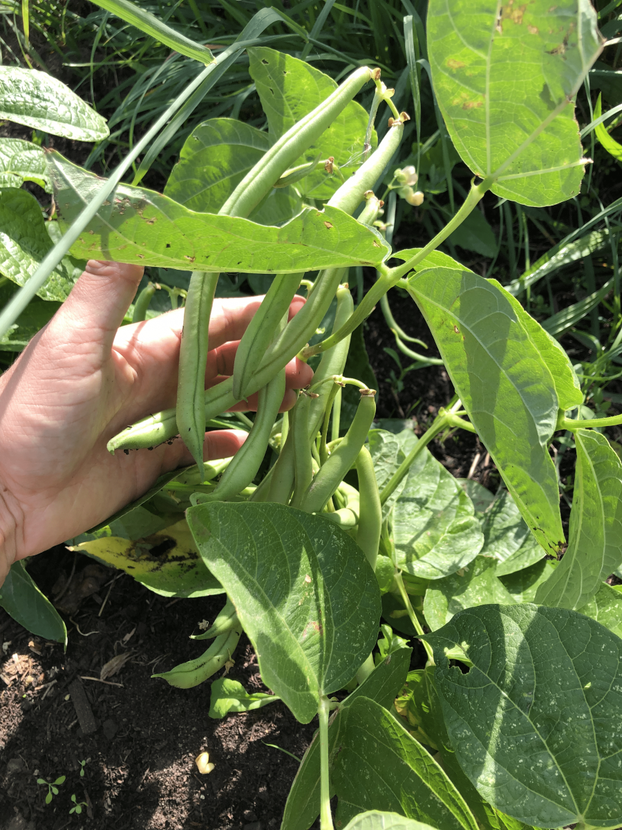 Bean-MaxibohneDE-bean-©Tiny-Farms Bean-MaxibohneDE-bean-©Tiny-Farms