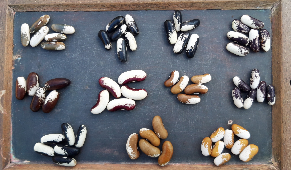 Bean-Metis-beans-and-other-seeds-©Guy-Dirix Bean-Metis-beans-and-other-seeds-©Guy-Dirix