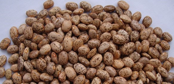 Bean-Mwitemania-beans-©Lydiah-Seed-Savers-Network-Kenya Bean-Mwitemania-beans-©Lydiah-Seed-Savers-Network-Kenya