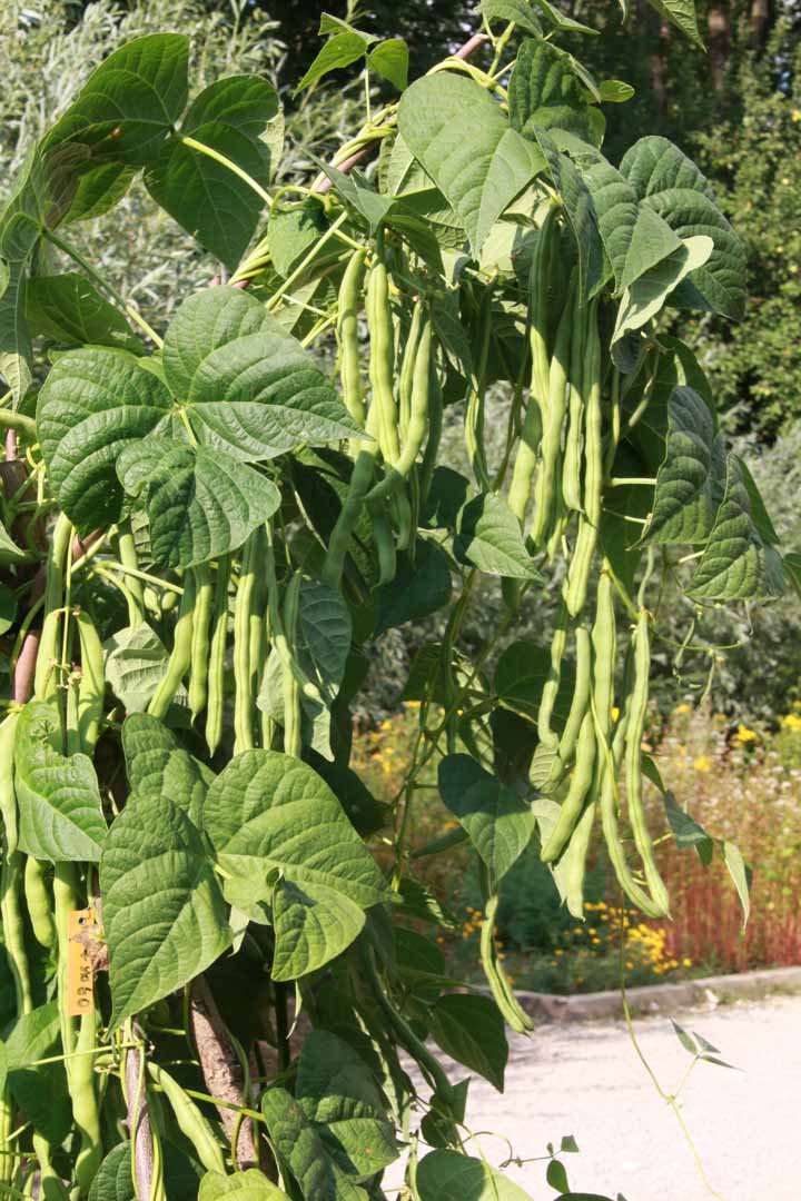 Bean-Nekarkonigin-bean-harvest-©OBZ Bean-Nekarkonigin-bean-harvest-©OBZ