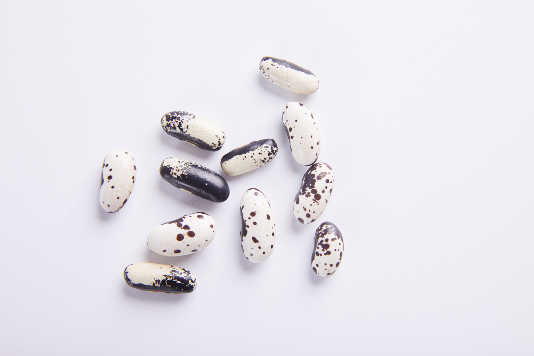 Bean-Orca-Bean-©Michaela-Arche-Noah-Austria Bean-Orca-Bean-©Michaela-Arche-Noah-Austria