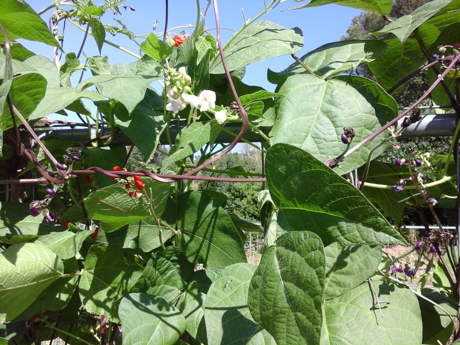 Bean-Phaseolus-coccineus-multiflora©Parterrenet Bean-Phaseolus-coccineus-multiflora©Parterrenet
