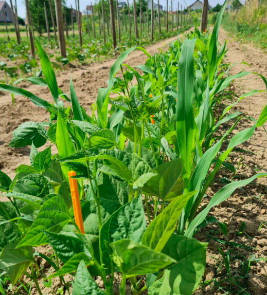 Bean-Pole-bean-variety-trial-in-Freiburg-2c-©Nicolas-Carton-@lumineuses_div Bean-Pole-bean-variety-trial-in-Freiburg-2c-©Nicolas-Carton-@lumineuses_div