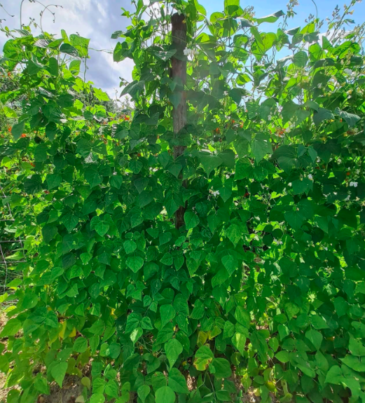 Bean-Pole-bean-variety-trial-in-Freiburg-2e-©Nicolas-Carton-@lumineuses_div Bean-Pole-bean-variety-trial-in-Freiburg-2e-©Nicolas-Carton-@lumineuses_div