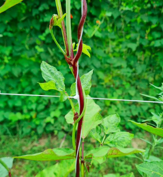Bean-Pole-bean-variety-trial-in-Freiburg-2f-©Nicolas-Carton-@lumineuses_div Bean-Pole-bean-variety-trial-in-Freiburg-2f-©Nicolas-Carton-@lumineuses_div