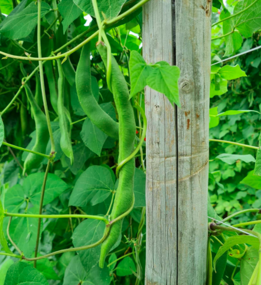 Bean-Pole-bean-variety-trial-in-Freiburg-2g-©Nicolas-Carton-@lumineuses_div Bean-Pole-bean-variety-trial-in-Freiburg-2g-©Nicolas-Carton-@lumineuses_div