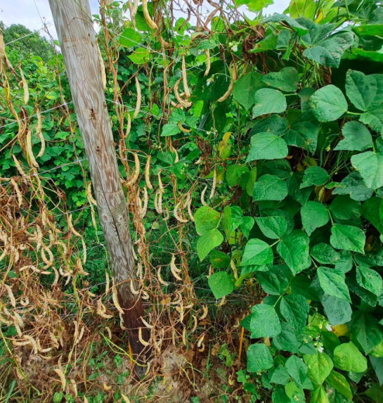 Bean-Pole-bean-variety-trial-in-Freiburg-2h-©Nicolas-Carton-@lumineuses_div Bean-Pole-bean-variety-trial-in-Freiburg-2h-©Nicolas-Carton-@lumineuses_div