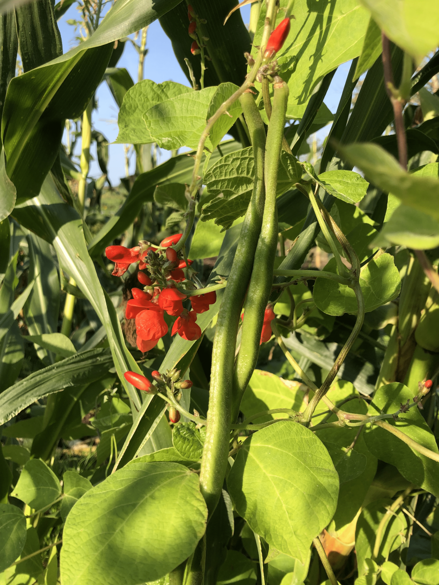 Bean-PreisgewinnerDE-runner-bean-©Tiny-Farms Bean-PreisgewinnerDE-runner-bean-©Tiny-Farms
