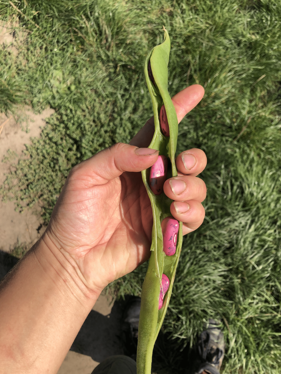 Bean-Scarlet-PreisgewinnerDE-Runner-bean©OBZ Bean-Scarlet-PreisgewinnerDE-Runner-bean©OBZ