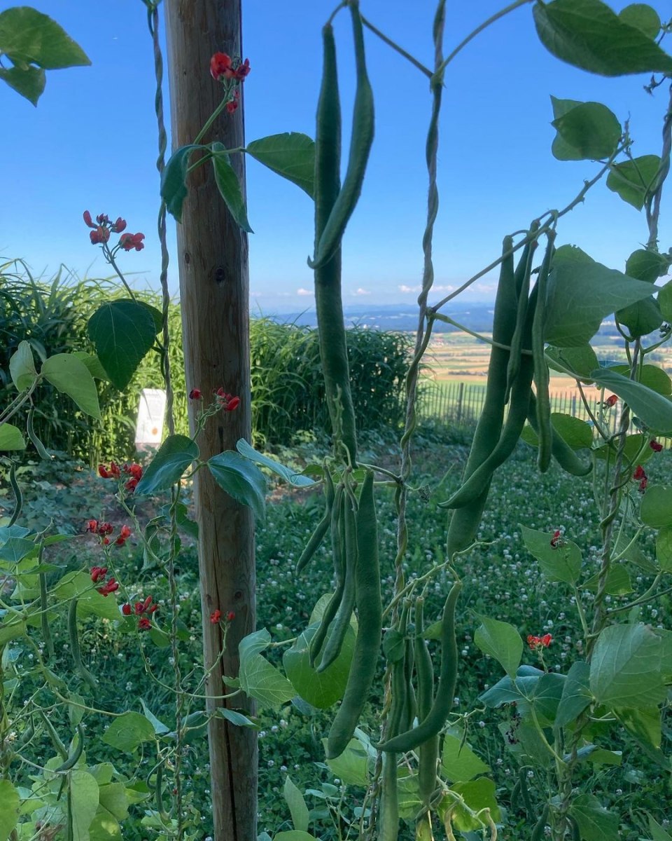 Bean-Scarlet-Runner-Bean-Tepee-©Global-Field-Attiswil Bean-Scarlet-Runner-Bean-Tepee-©Global-Field-Attiswil