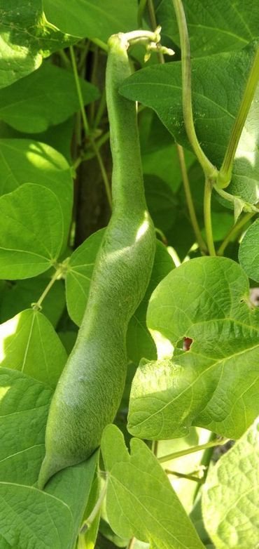 Bean-Scarlet-runner-bean-©@eva_schi-@ganzheitlich.pflanzlich Bean-Scarlet-runner-bean-©@eva_schi-@ganzheitlich.pflanzlich