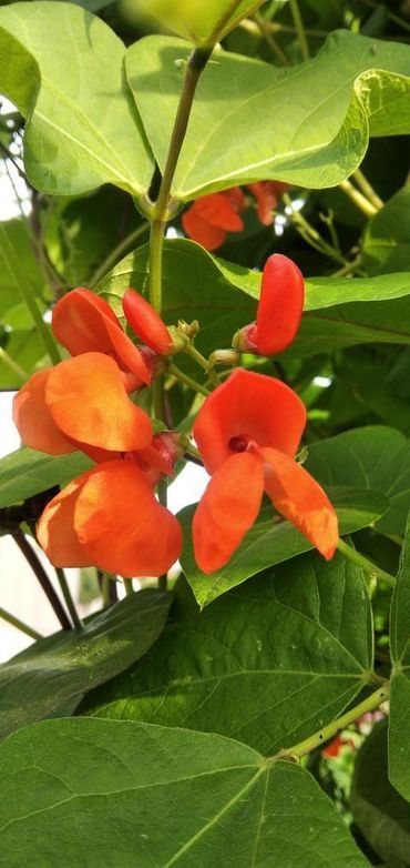 Bean-Scarlet-runner-bean-flower-©@eva_schi-@ganzheitlich.pflanzlich Bean-Scarlet-runner-bean-flower-©@eva_schi-@ganzheitlich.pflanzlich