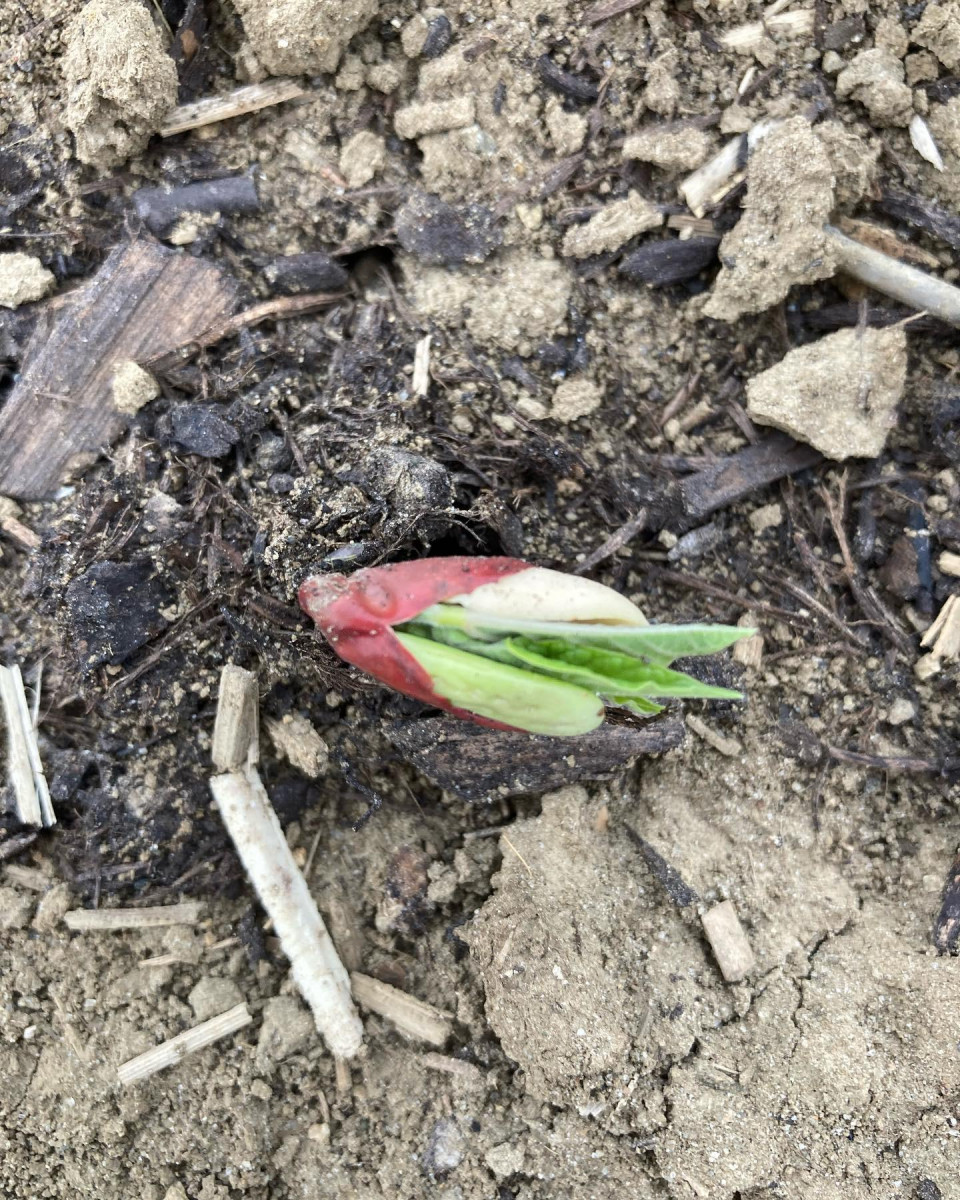 Bean-Seedling-©Global-Field-Attiswil Bean-Seedling-©Global-Field-Attiswil