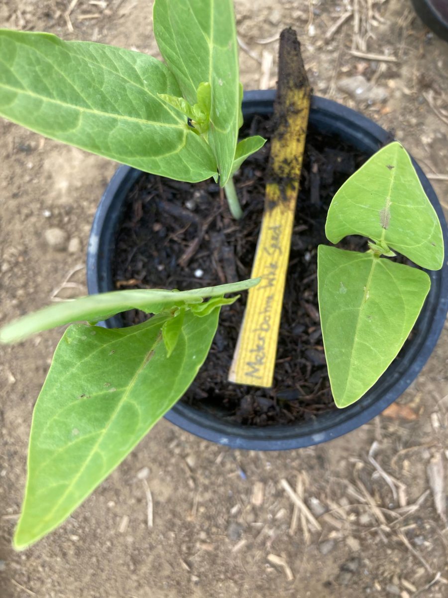 Bean-Seedling-Meterbohne-bean-©Global-Field-Attiswil Bean-Seedling-Meterbohne-bean-©Global-Field-Attiswil