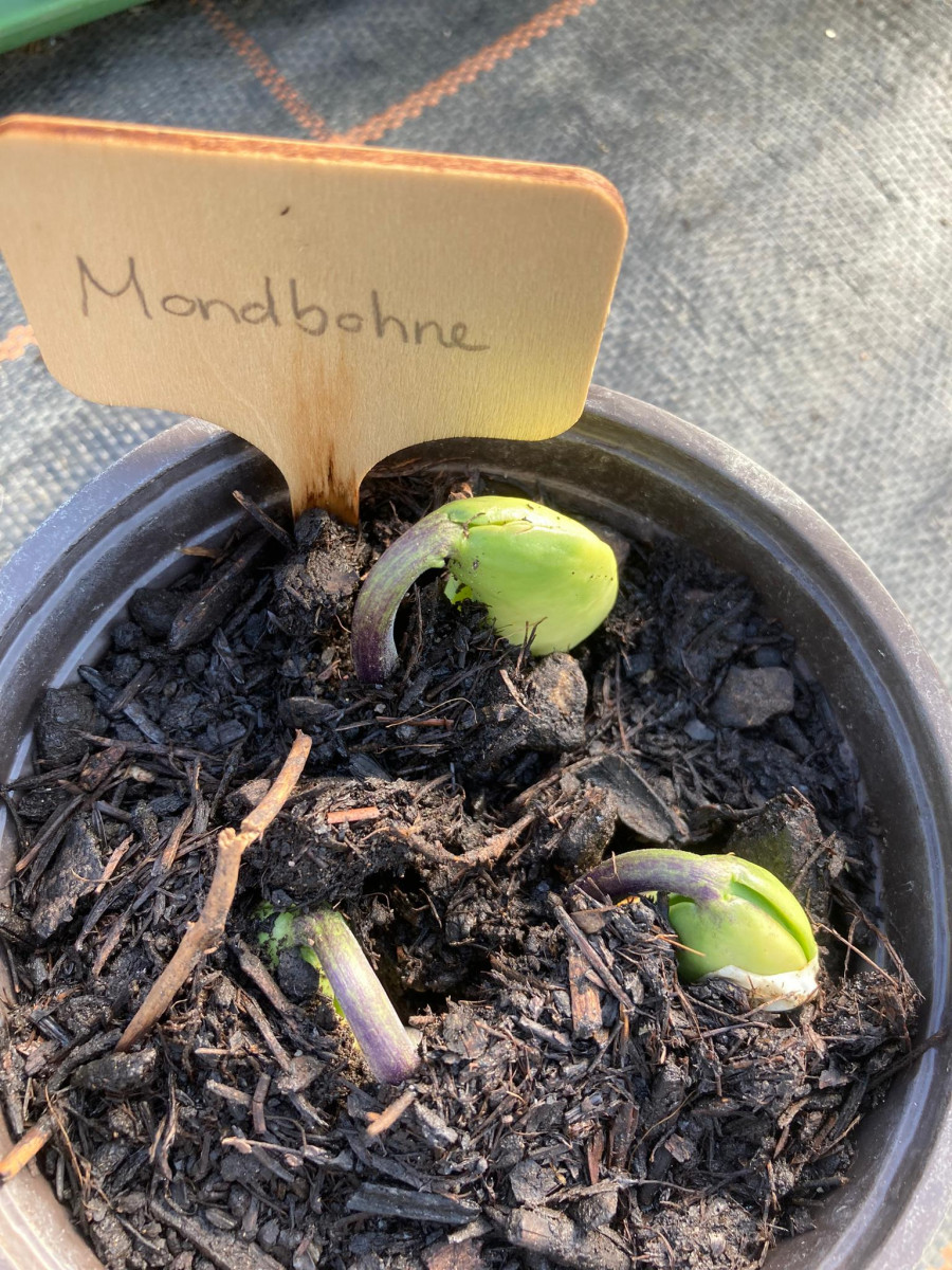 Bean-Seedling-Mondbohne-©Global-Field-Attiswil Bean-Seedling-Mondbohne-©Global-Field-Attiswil