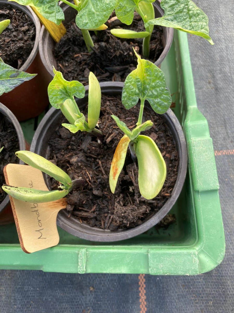 Bean-Seedlings-Mondbohne-©Global-Field-Attiswil Bean-Seedlings-Mondbohne-©Global-Field-Attiswil