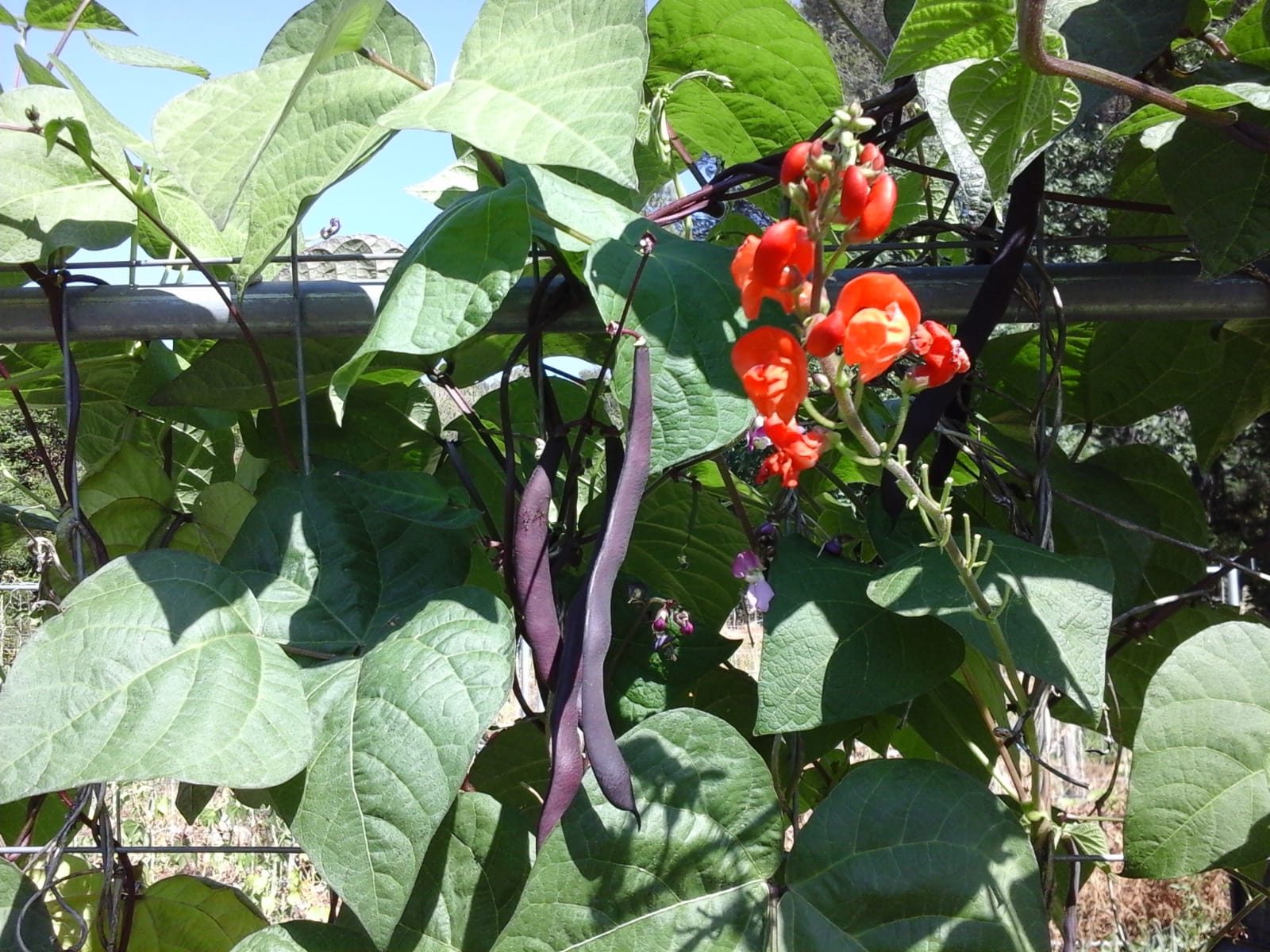 Bean-Showgarden_Parterrenet_Phaseolus-multifolrus-©Parterrenet Bean-Showgarden_Parterrenet_Phaseolus-multifolrus-©Parterrenet