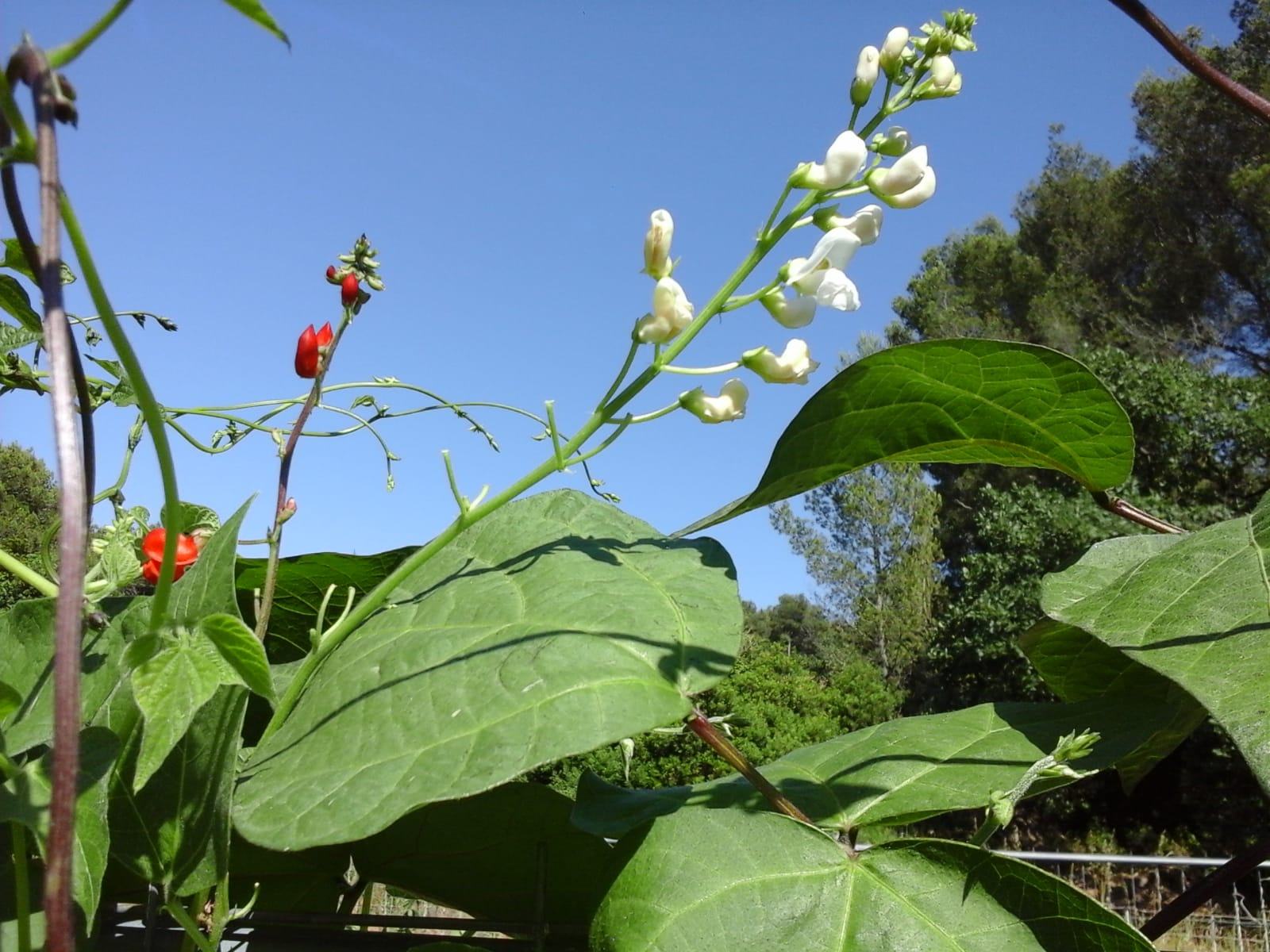 Bean-Showgarden_Parterrenet_Phaseolus-multifolrus2-©Parterrenet Bean-Showgarden_Parterrenet_Phaseolus-multifolrus2-©Parterrenet
